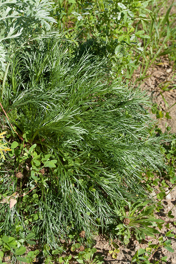 Изображение особи Artemisia campestris.