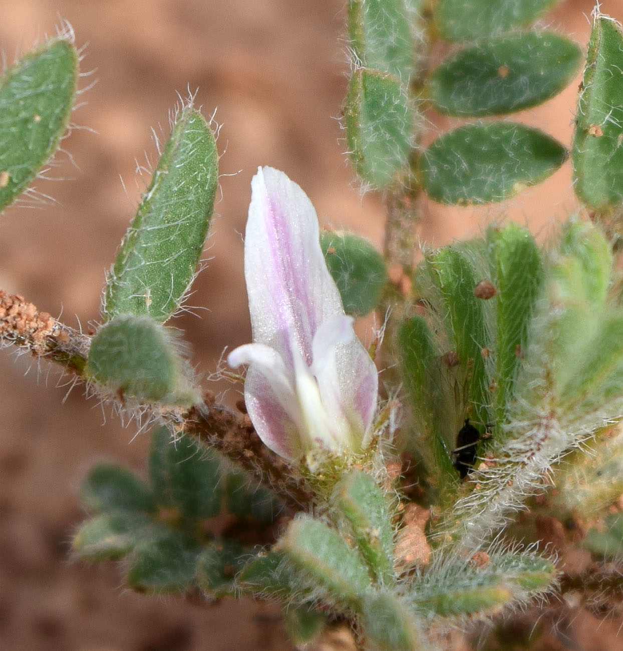 Image of Astragalus tribuloides specimen.