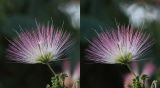 Albizia julibrissin