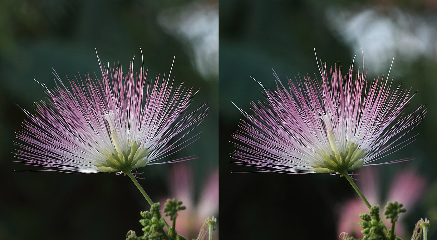 Изображение особи Albizia julibrissin.