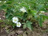 Potentilla alba. Цветущее растение. Пенза, Ботанический сад ПГУ, в культуре. 11 мая 2016 г.