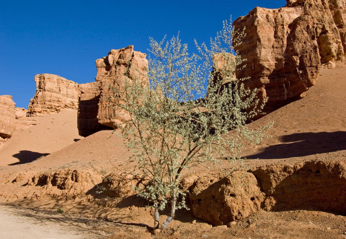 Изображение особи Elaeagnus iliensis.