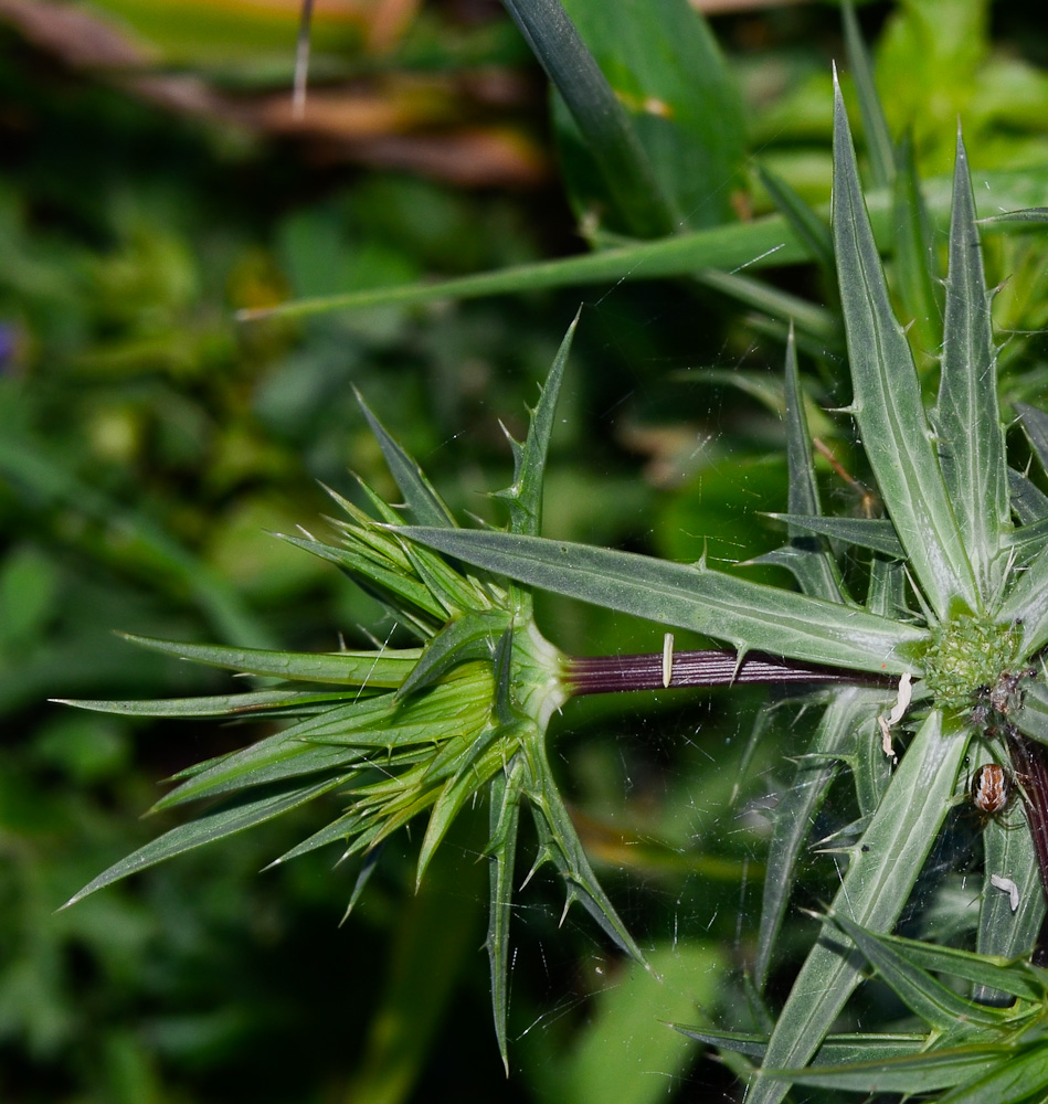 Изображение особи Eryngium glomeratum.