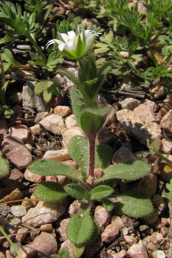 Изображение особи Cerastium glutinosum.