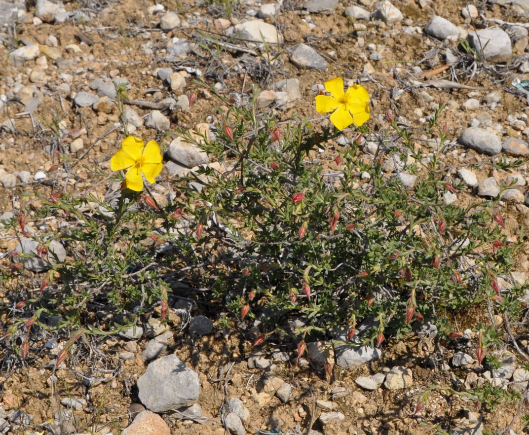 Image of Fumana arabica specimen.