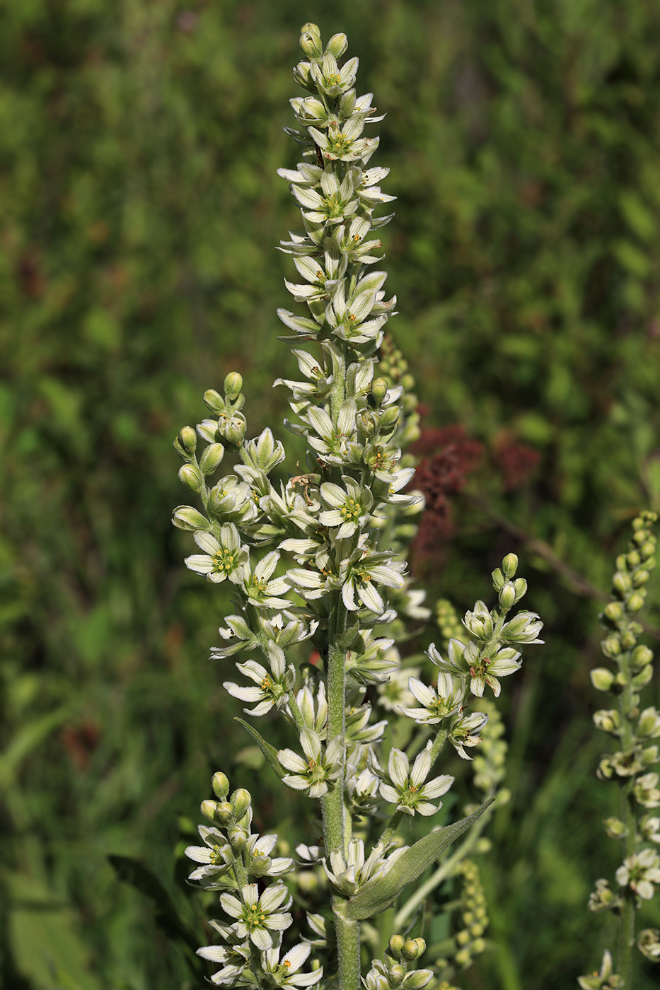 Изображение особи Veratrum dahuricum.