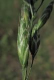 Bromus hordeaceus