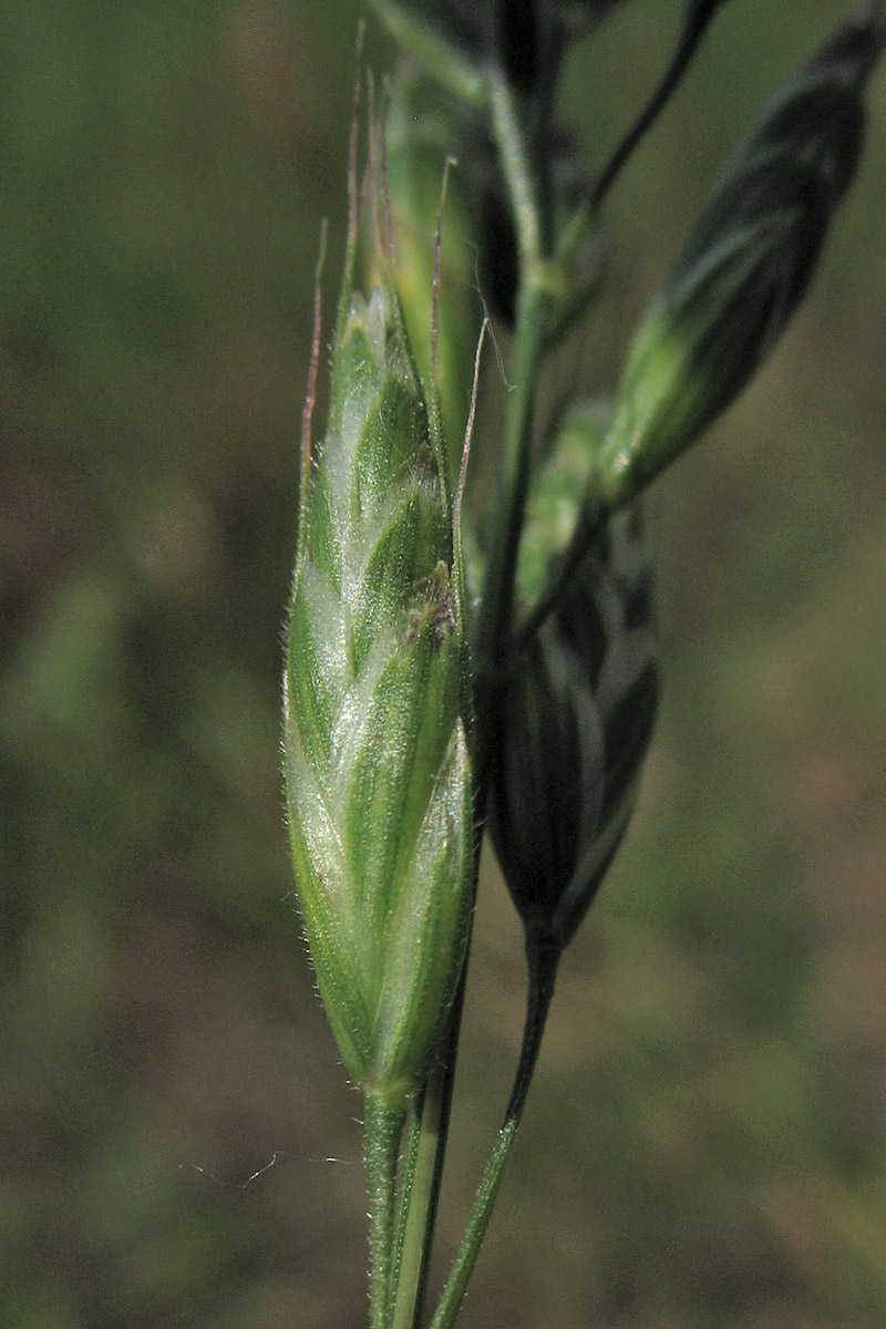 Изображение особи Bromus hordeaceus.