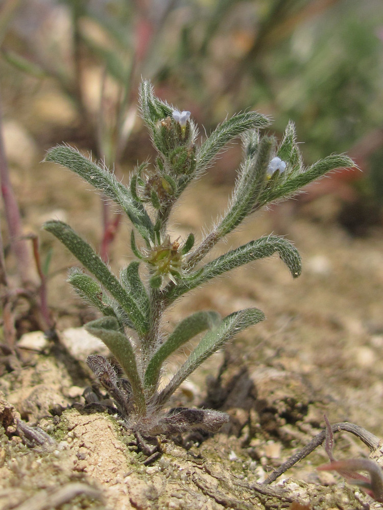 Image of Lappula patula specimen.