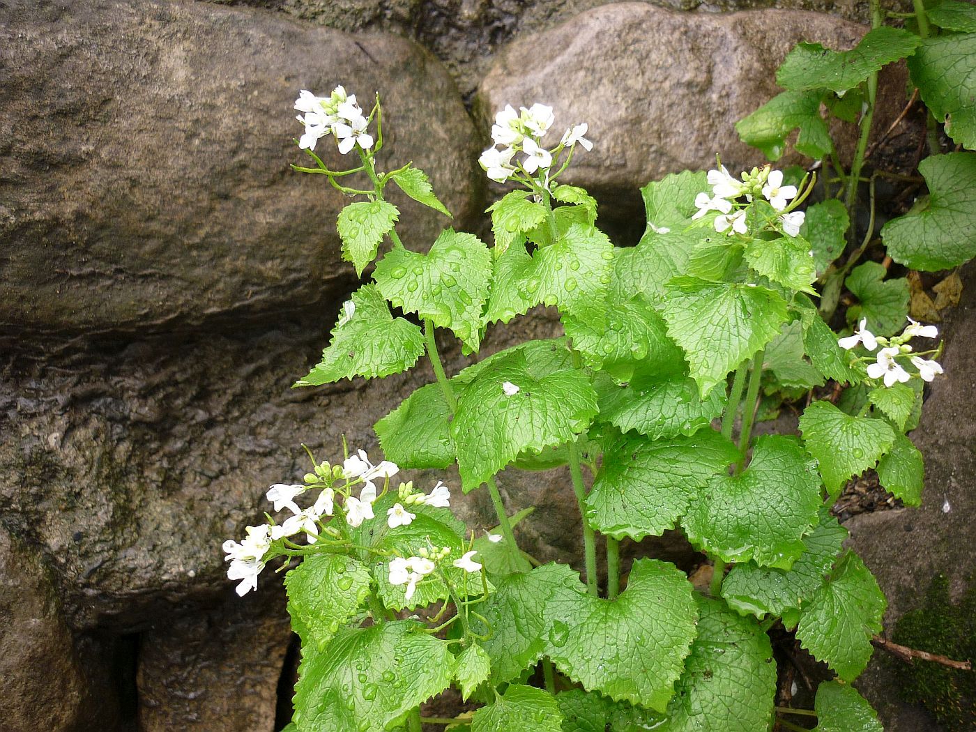 Image of Alliaria petiolata specimen.