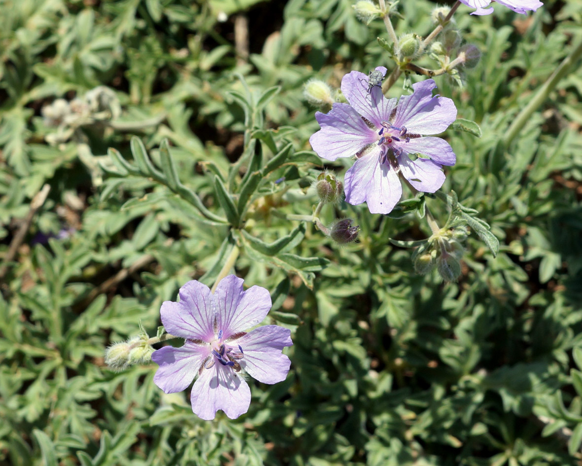 Изображение особи Geranium tuberosum.