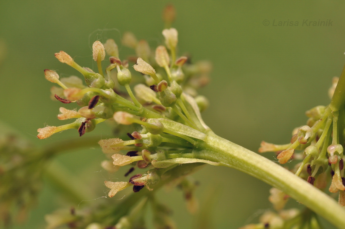 Изображение особи Fraxinus densata.