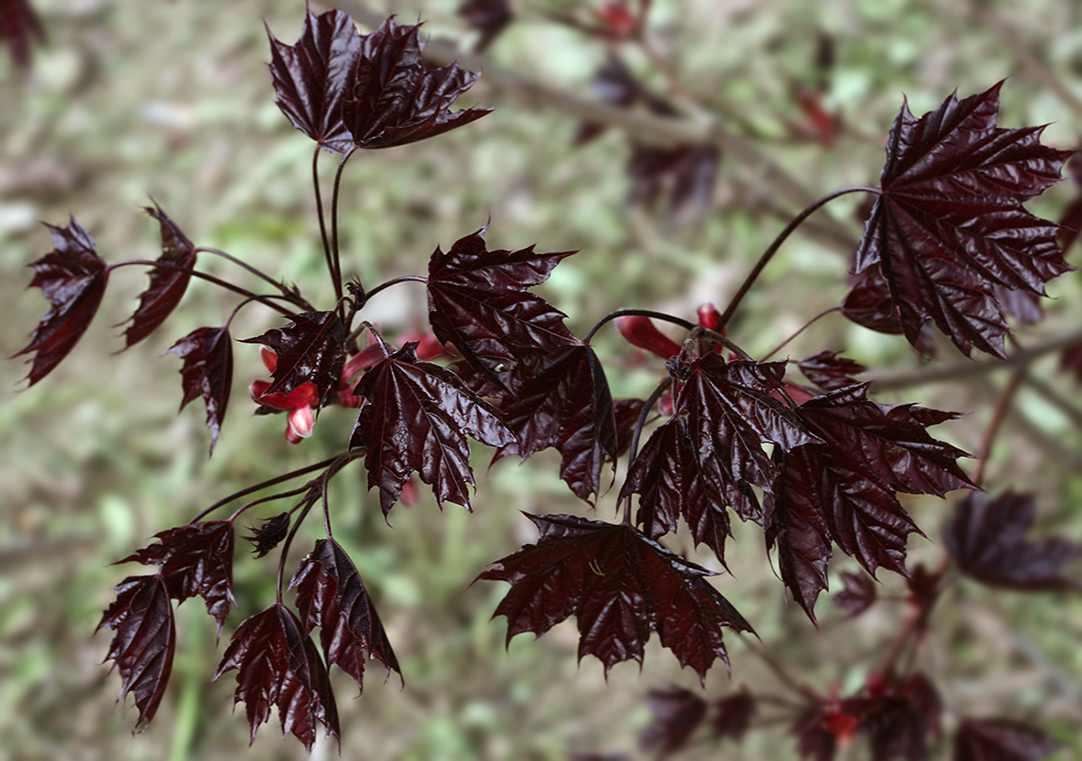 Image of Acer platanoides specimen.