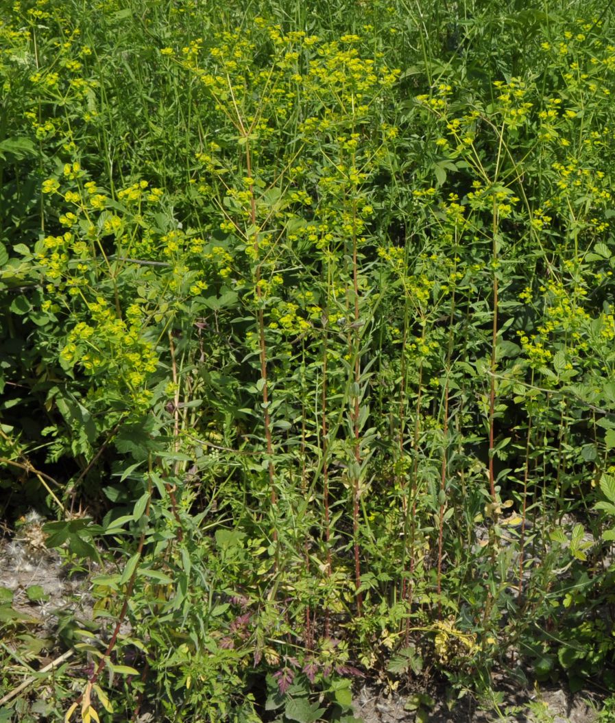 Изображение особи Euphorbia platyphyllos.