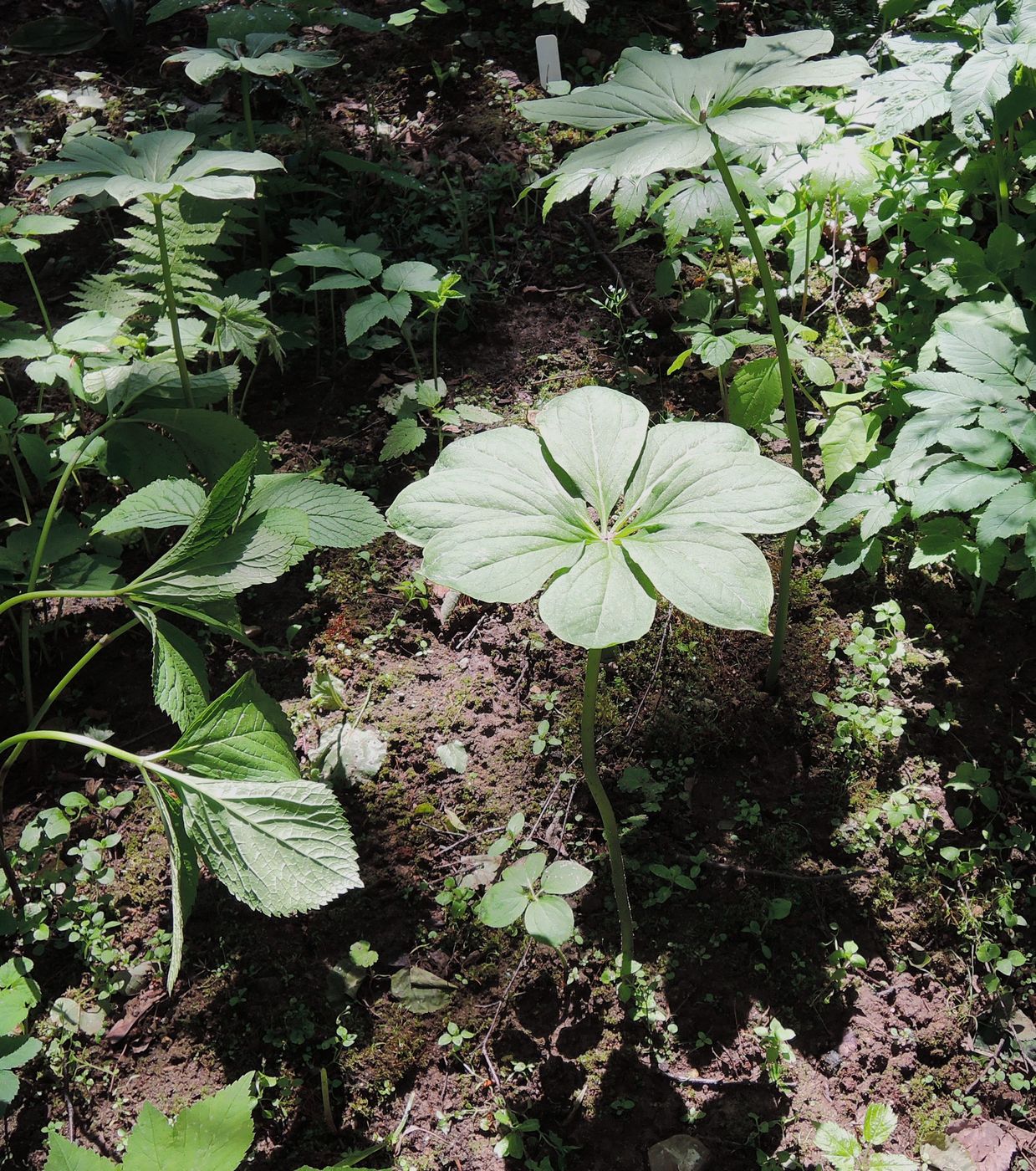 Image of Paris japonica specimen.