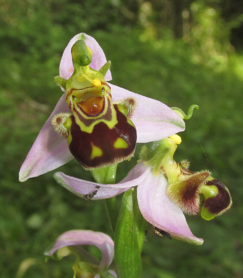 Изображение особи Ophrys apifera.