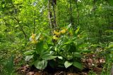 Cypripedium calceolus