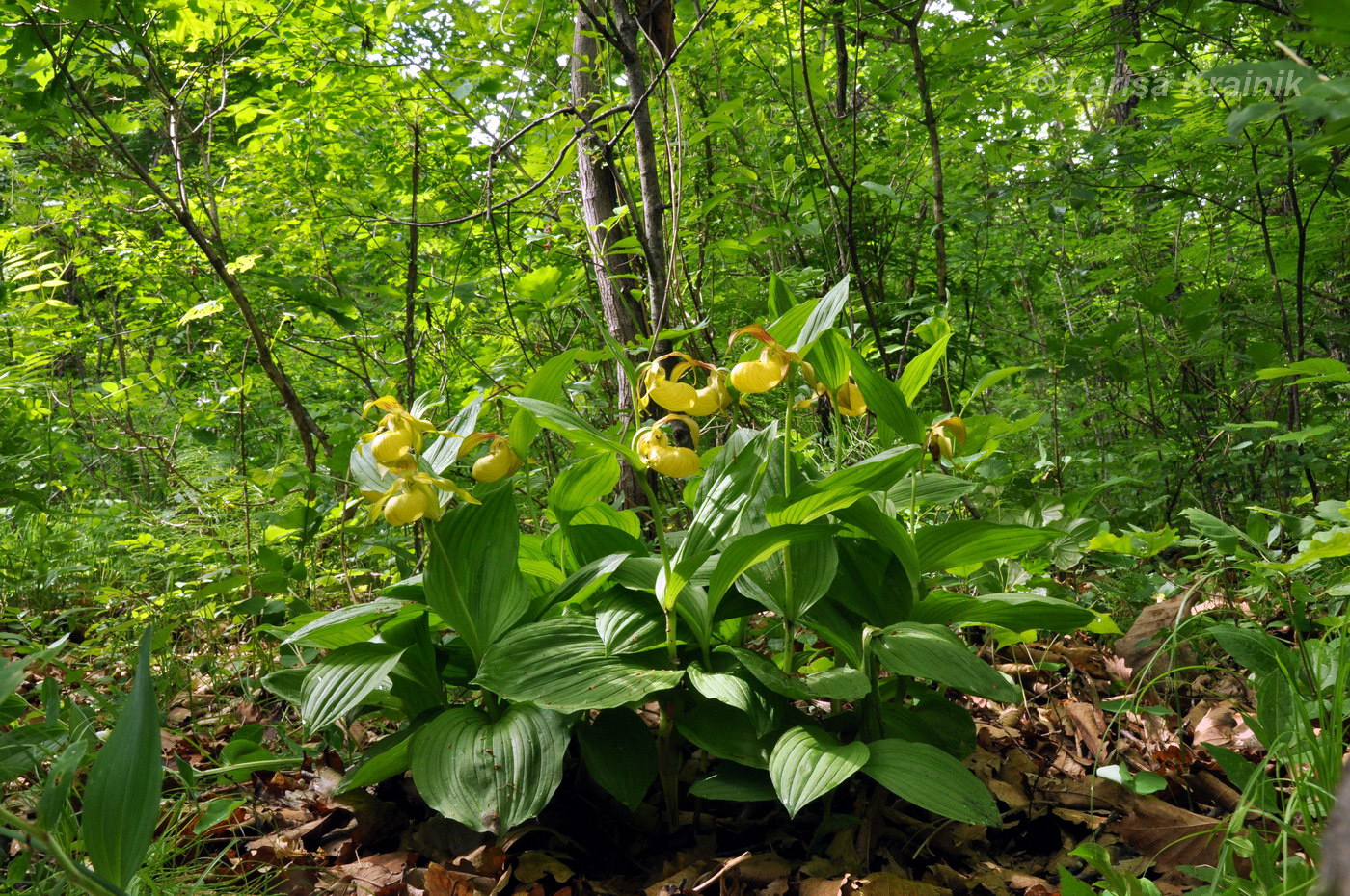 Image of Cypripedium calceolus specimen.