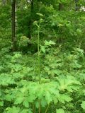 Heracleum sibiricum