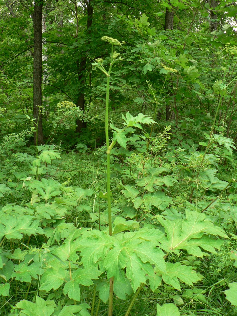 Изображение особи Heracleum sibiricum.