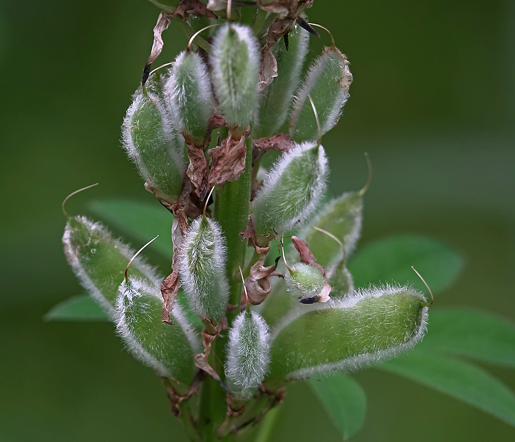 Изображение особи Lupinus polyphyllus.