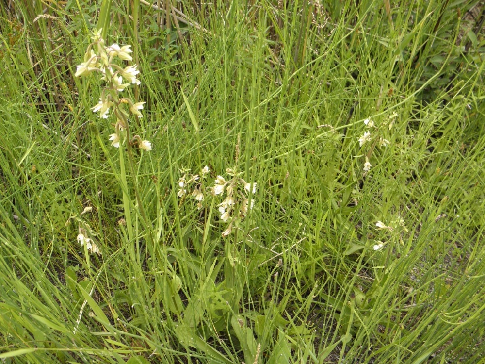 Изображение особи Epipactis palustris.