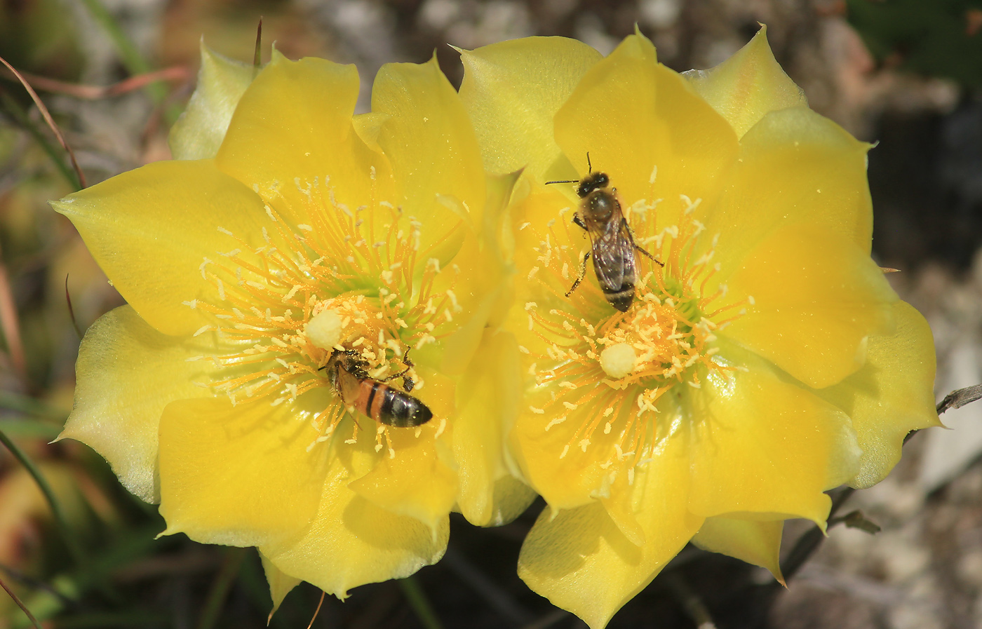 Image of Opuntia humifusa specimen.