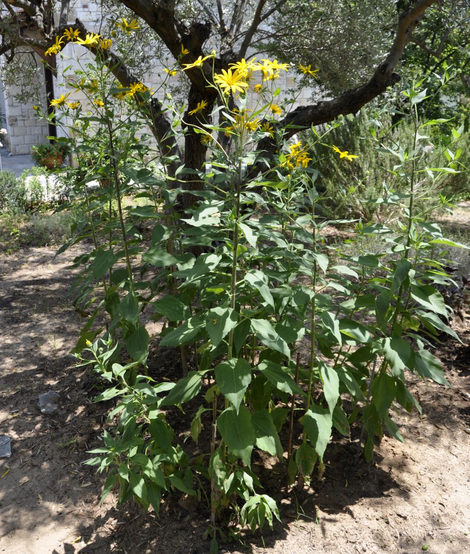 Изображение особи Helianthus tuberosus.