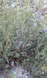 Scrophularia rupestris. Нижняя часть растения. Карачаево-Черкесия, г. Теберда, обочина дороги. 20.07.2017.