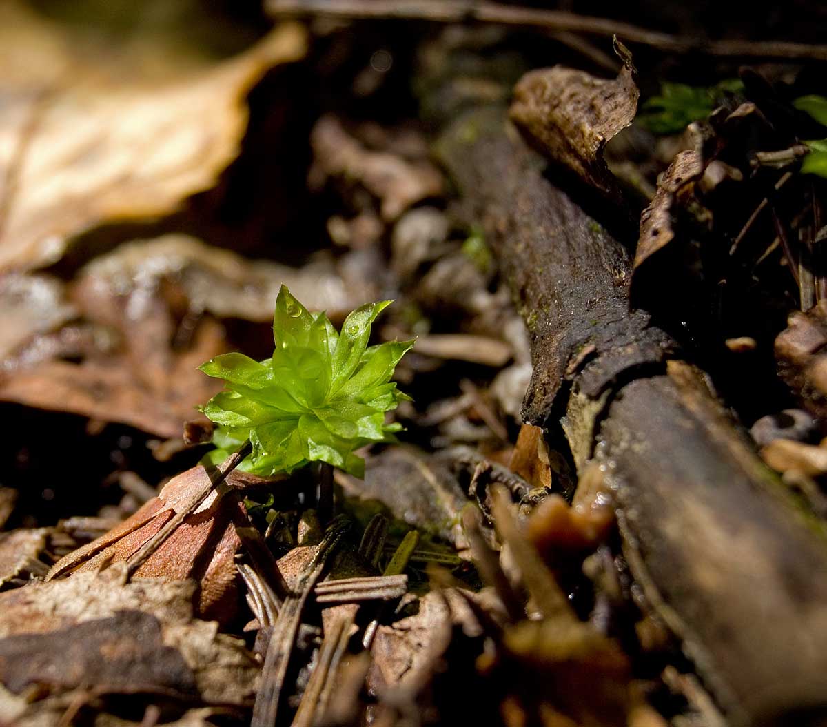 Image of Rhodobryum roseum specimen.