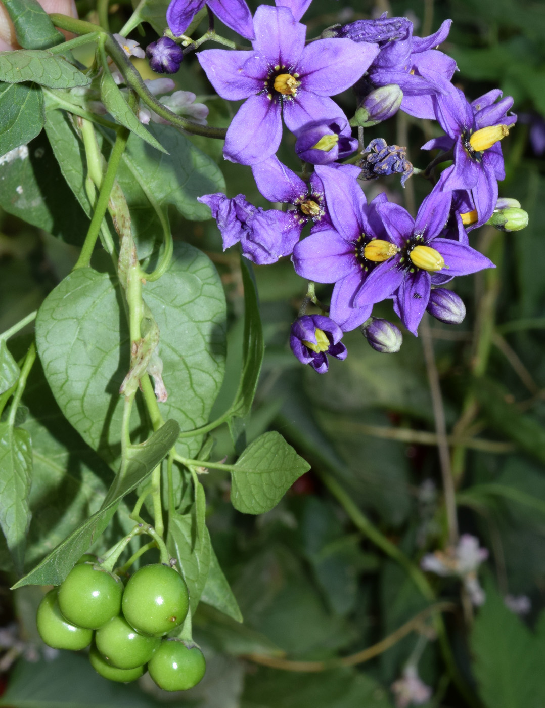 Изображение особи Solanum kitagawae.