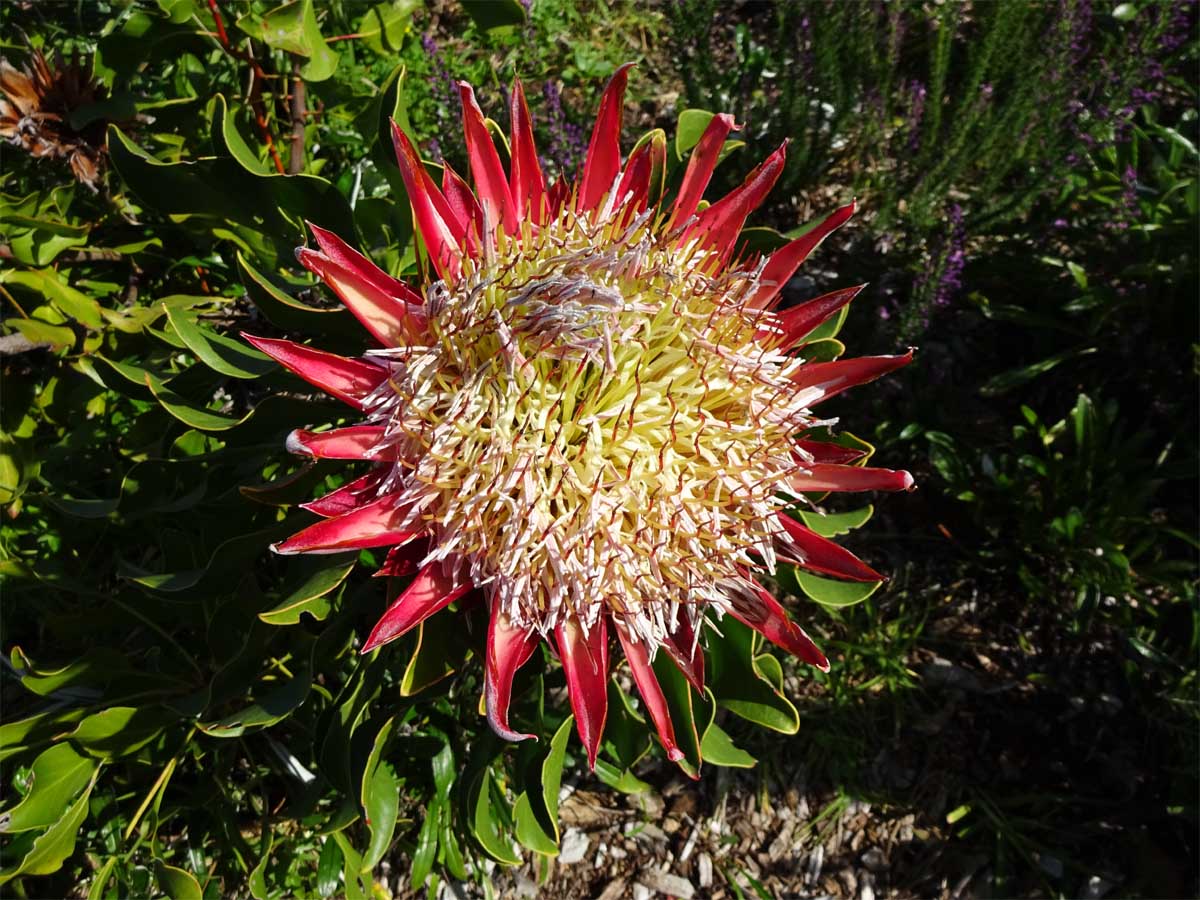 Image of Protea cynaroides specimen.
