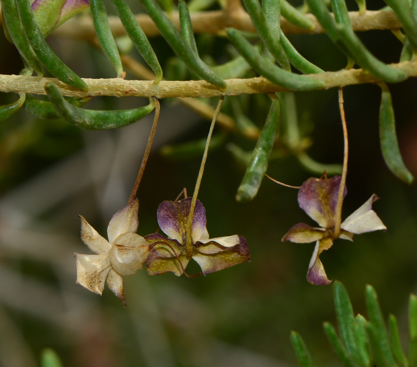 Изображение особи род Eremophila.