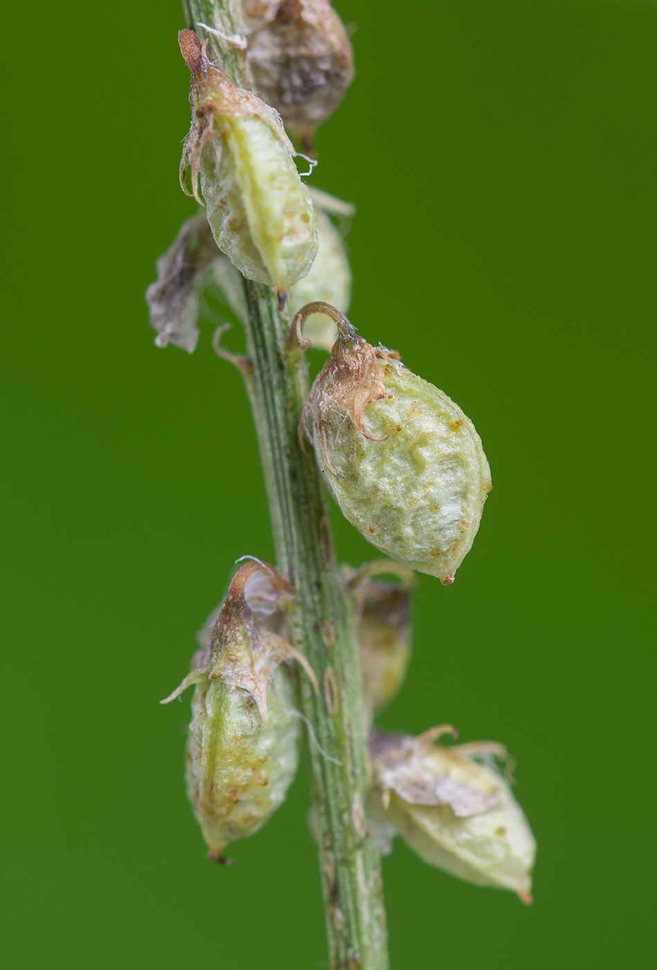 Image of Melilotus albus specimen.