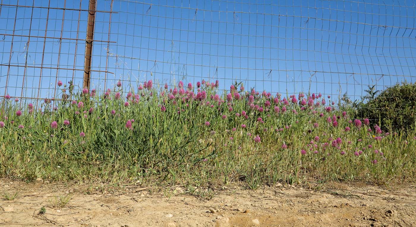 Image of Trifolium purpureum specimen.