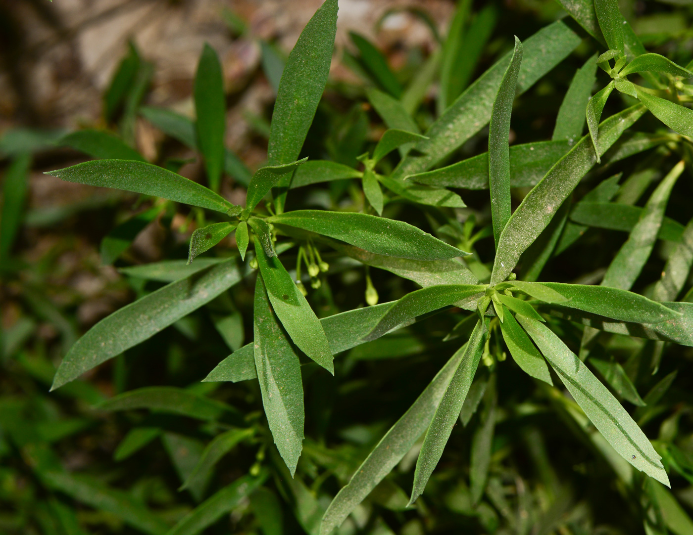 Image of Myoporum parvifolium specimen.
