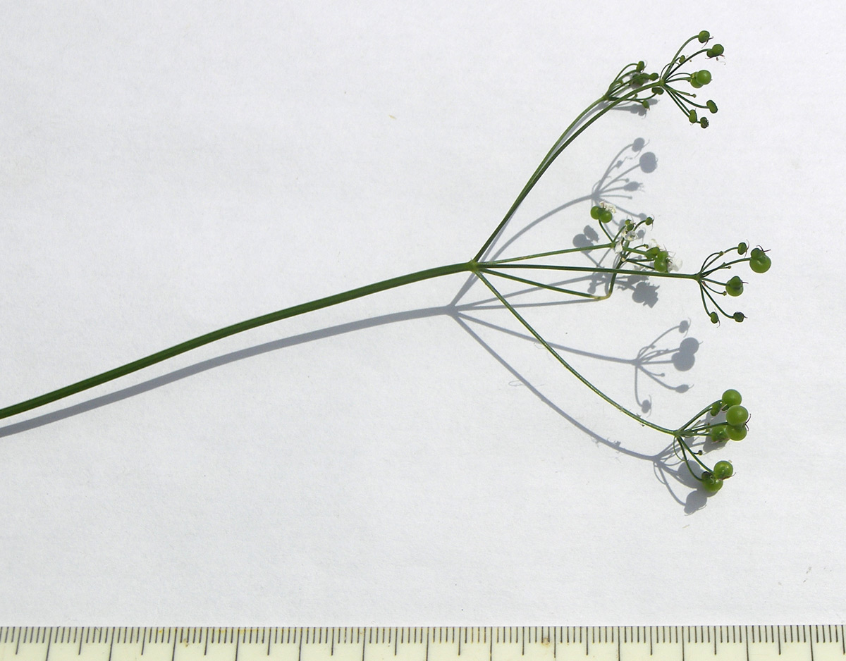 Image of Bifora radians specimen.