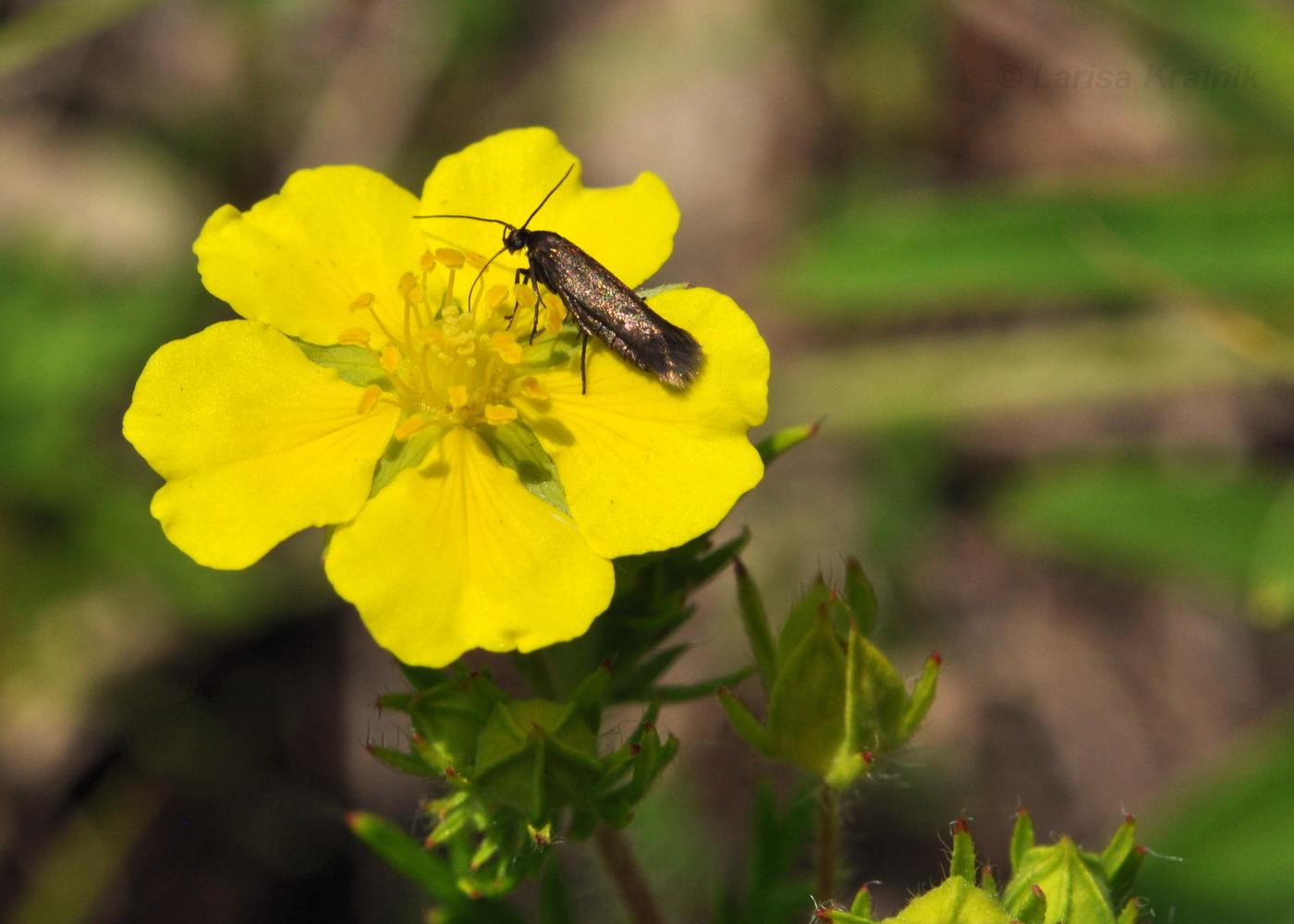 Изображение особи Potentilla chinensis.