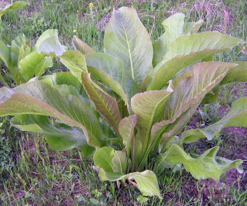 Изображение особи Inula macrophylla.