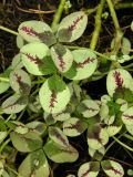 Trifolium repens