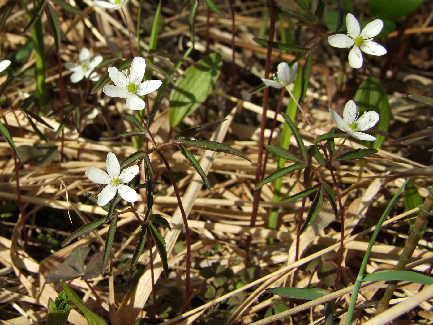 Изображение особи Anemone debilis.