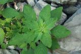 genus Amaranthus