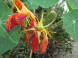 Tropaeolum majus. Отцветающие цветки и завязавшийся плод. Австралия, г. Брисбен, частная застройка, в культуре. 14.09.2016.