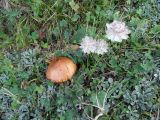 Astrantia trifida