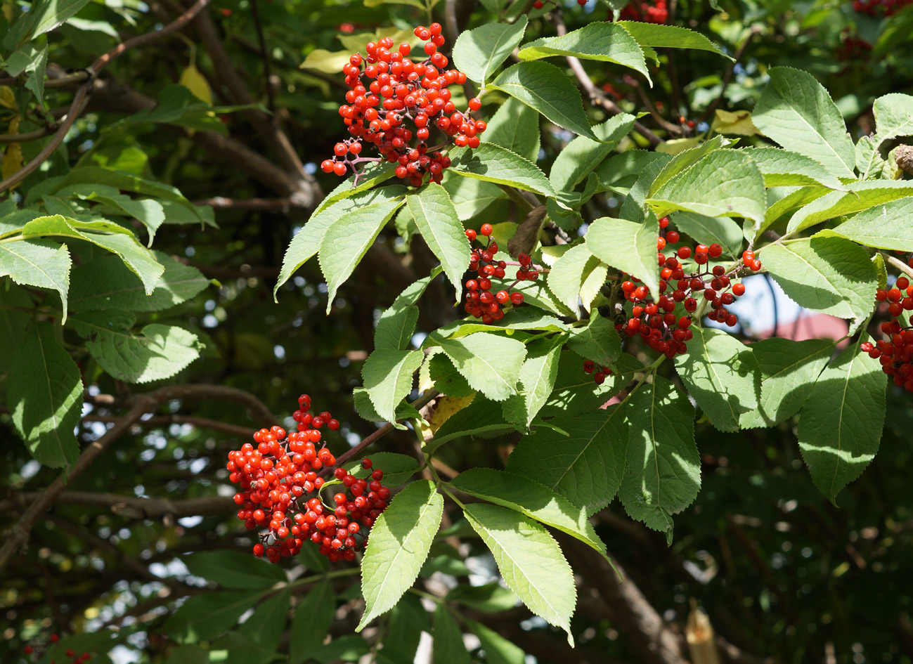 Изображение особи Sambucus kamtschatica.