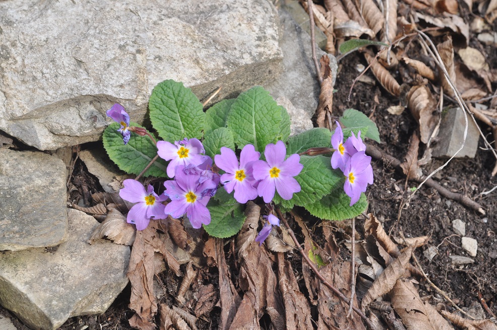 Image of Primula vulgaris specimen.