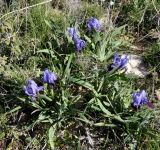 Iris pumila ssp. attica