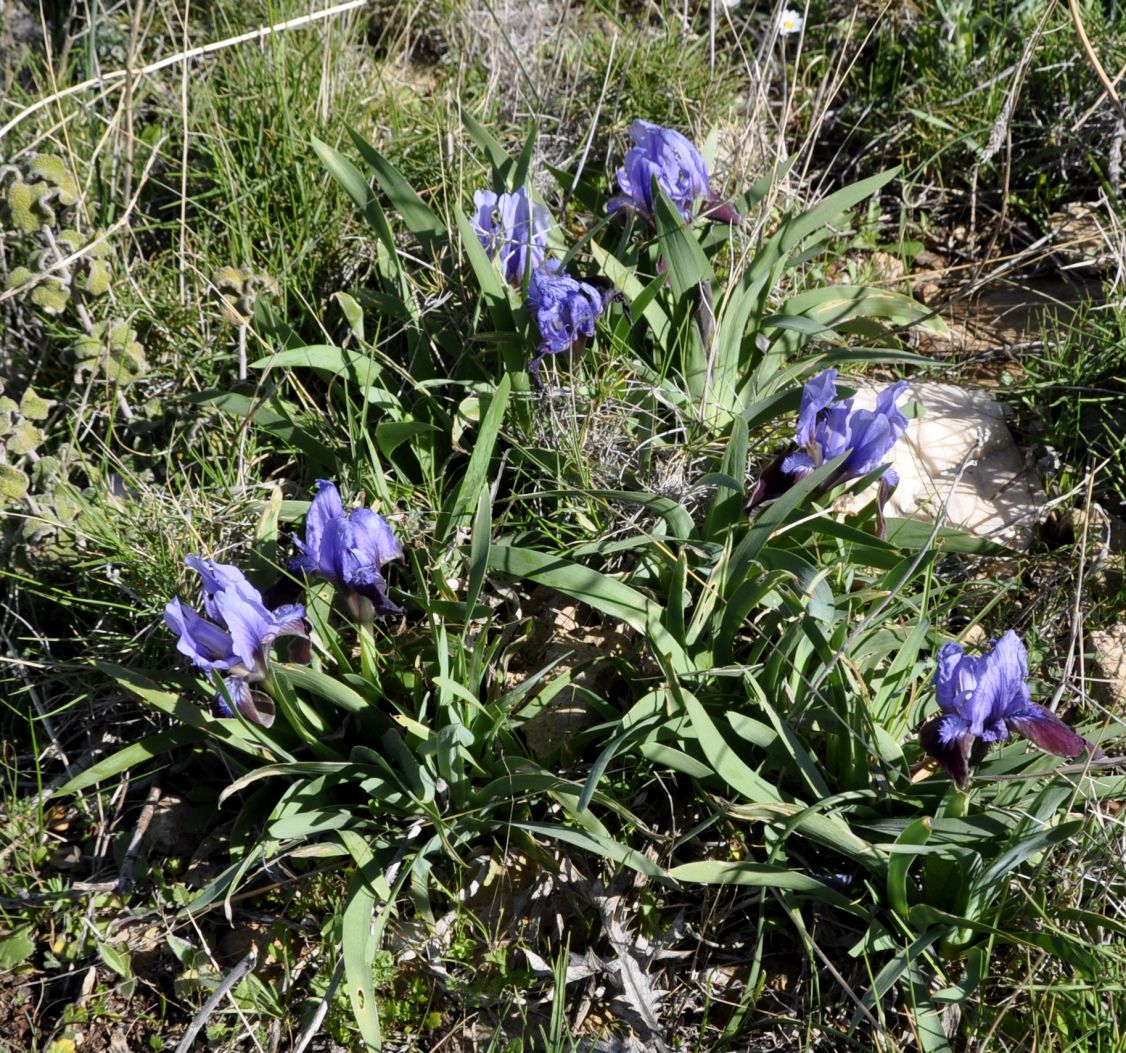 Image of Iris pumila ssp. attica specimen.