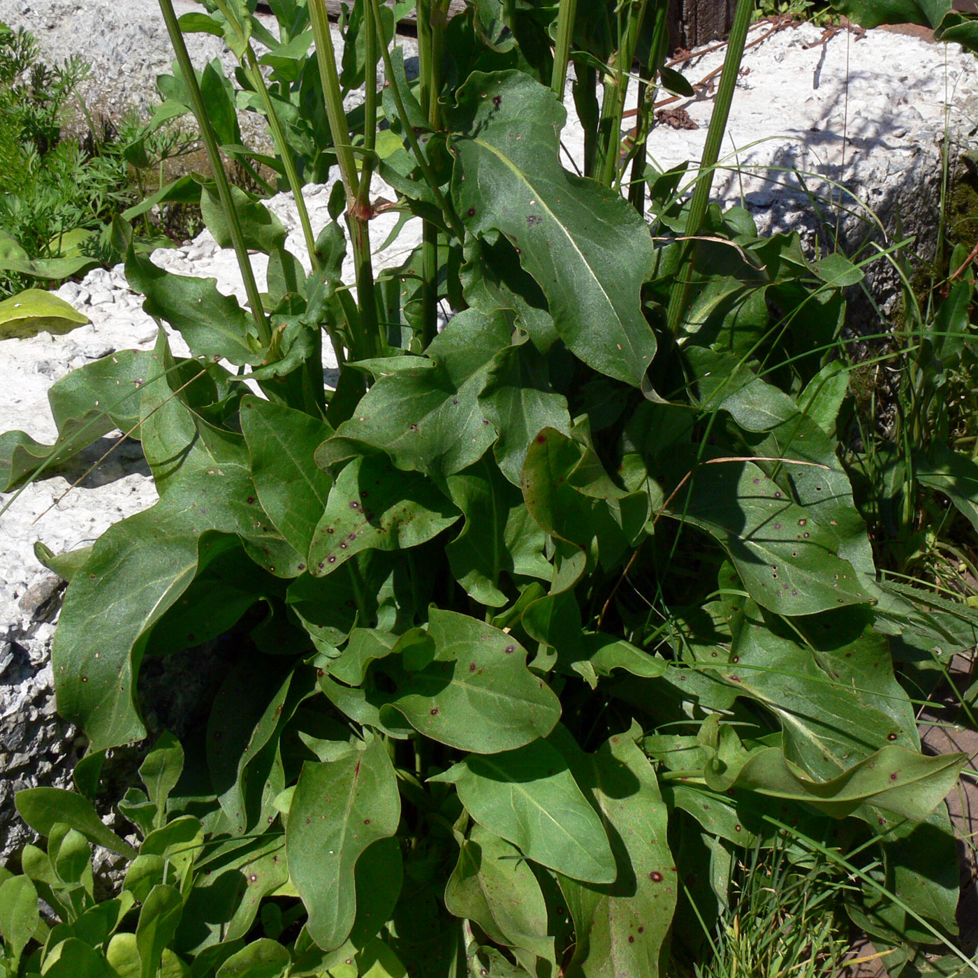 Изображение особи Rumex acetosa.