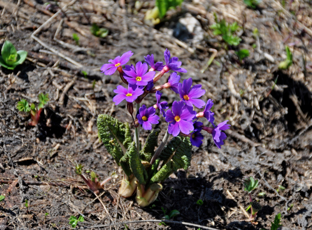 Image of Primula amoena specimen.